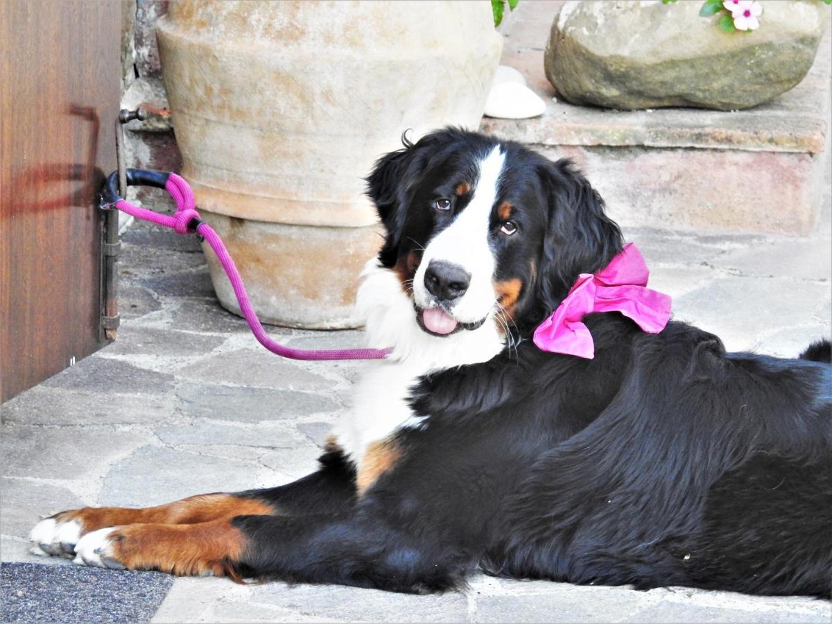 Agriturismo Colle Donatucci Konuk evi Castagneto Carducci Dış mekan fotoğraf